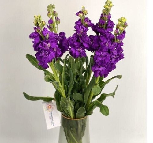 Stock matthiola incana dwarf - matthiola,