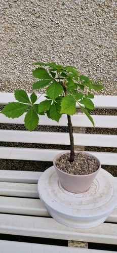 Starter horse chestnut bonsai - starter,