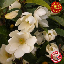 Magnolia Fairy Cream Blush
