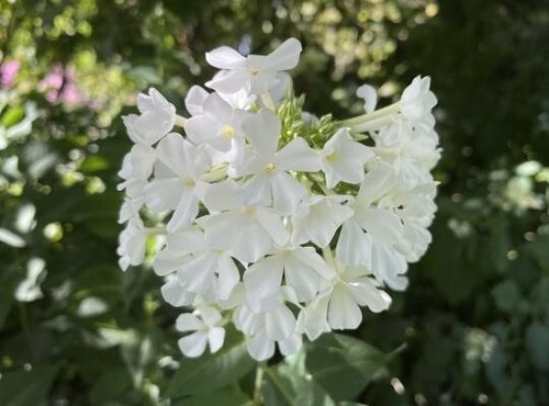 Phlox paniculata