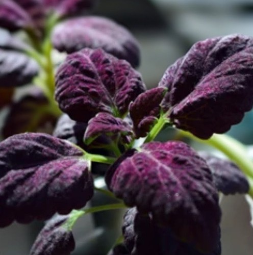 Coleus black dragon young - coleus, dragon'