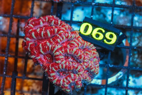 Wysiwyg live coral corals - -,