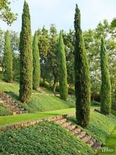 Italian Cypress Sempervirens