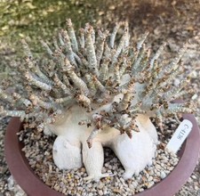 Crown spread 25cm adenium - 25cm,