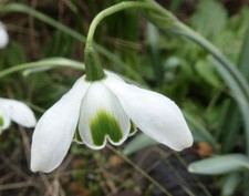 Galanthus rodmarton x1 - ‘rodmarton’,