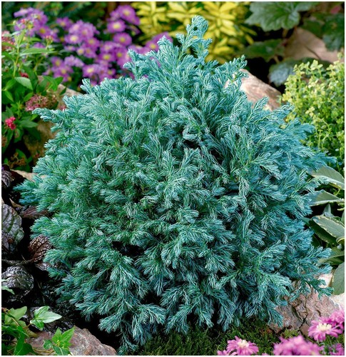 Dwarf conifer chamaecyparis - dwarf,
