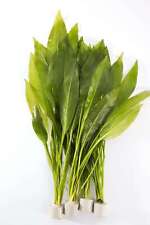 Amazon Swords  - Tropical Water Live Aquarium Plants