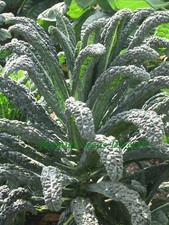 ORGANIC KALE BORECOLE  BLACK TUSCAN NERO DI TOSCANA  500 SEEDS