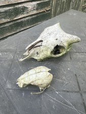Sheep Skull - Taxidermy Wiccan