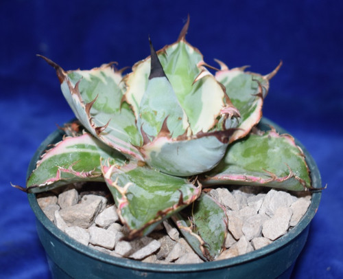 Rare variegated agave titanota - rare,