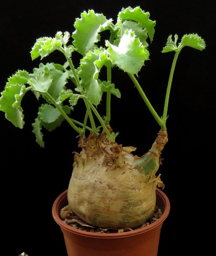 Cyphostemma uter macropus - cyphostemma, v.macropus