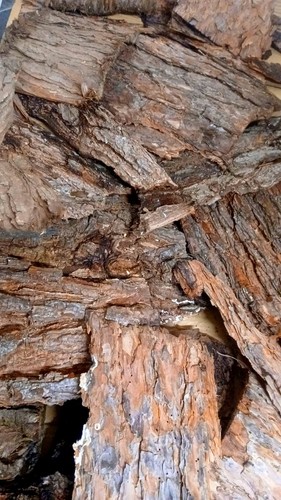 Pine bark sheets - pine,