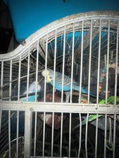 Parrot Cage Metal Bird Cage
