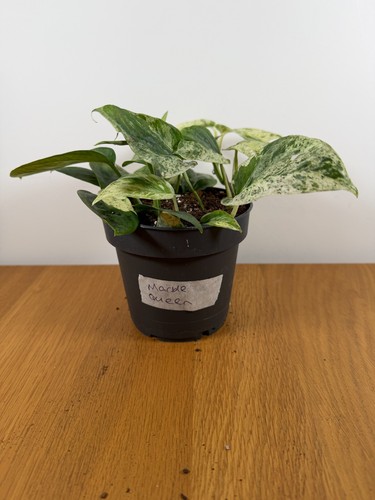 Epipremnum aureum marble queen - epipremnum,