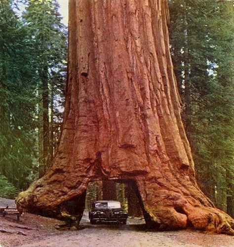 Sequoia sempervirens coast - -,