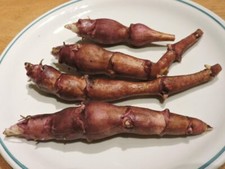 Jerusalem Artichoke Aurora