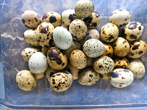Mix quail eggs pack - quail,