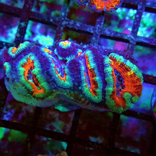 Wysiwyg acan lord - lord, coral