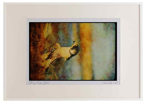 070044 peregrine falcon - falcon, in