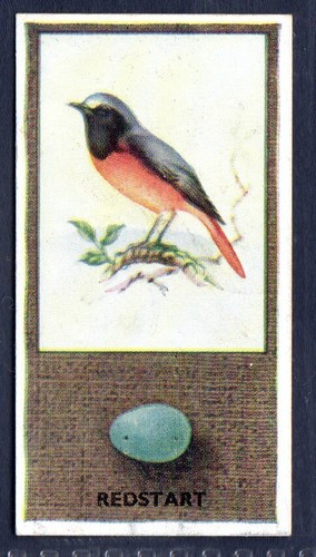 Redstart 21 phillips - #21-,
