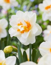 Flower Drift Double Daffodil