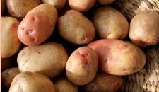 King Edward Seed Potatoes -