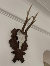 Antlers of a Roe Deer, pointy