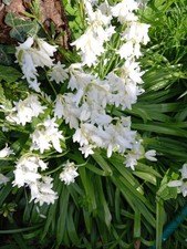 10 White Bluebell Bulbs,(rare)