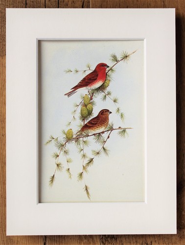 John gould 1970s vintage - -,