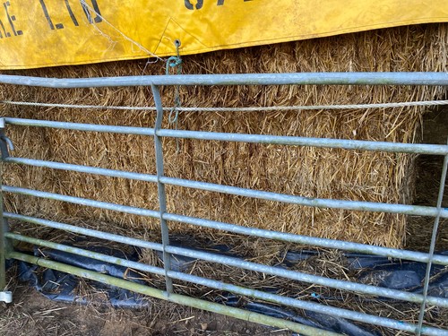 Oat straw cattle pony - oat,