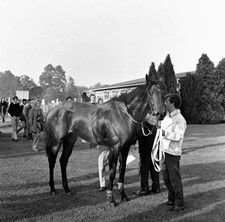 Mill reef Newbury racecourse