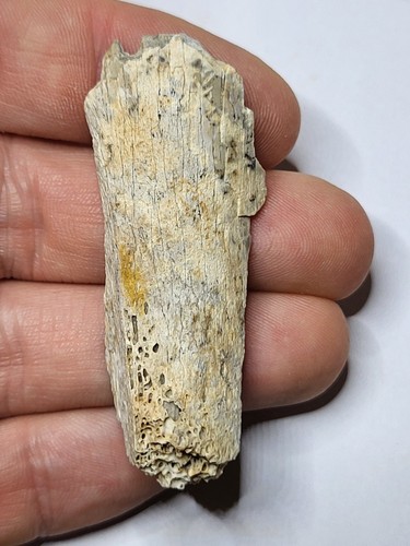 Theropod dinosaur fossil hell - theropod, fossil.