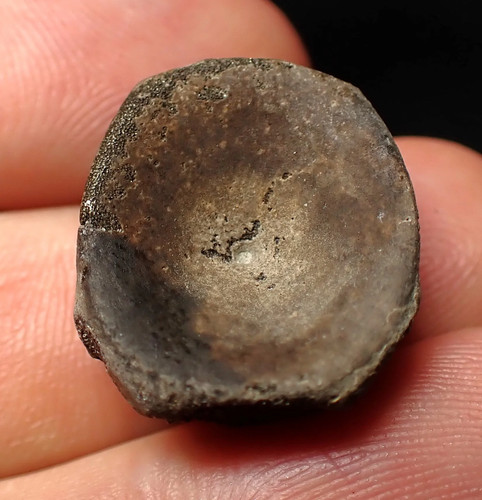 Jurassic ichthyosaur bone