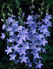 6 Campanula Pyramidalis  Blue