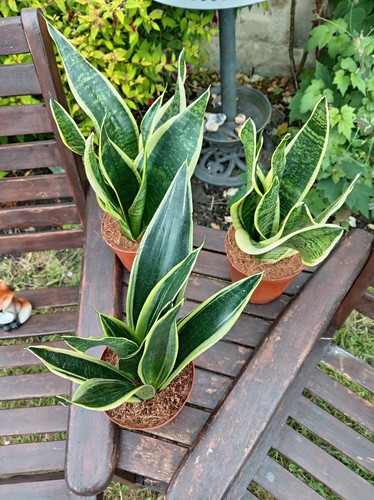 Sansevieria snake mother in - snake/,