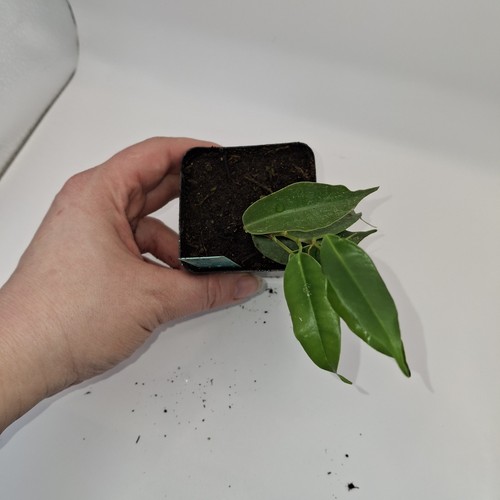 Ficus benjamina mini - ficus, tree