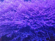 Blue Ochtodes / Hypnea Pannosa