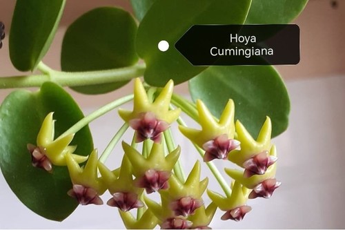 Hoya cumingiana fresh - cumingiana, cutting