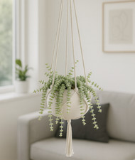 crassula - trailing indoor