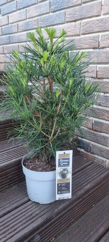 Sciadopitys verticillata - sciadopitys,