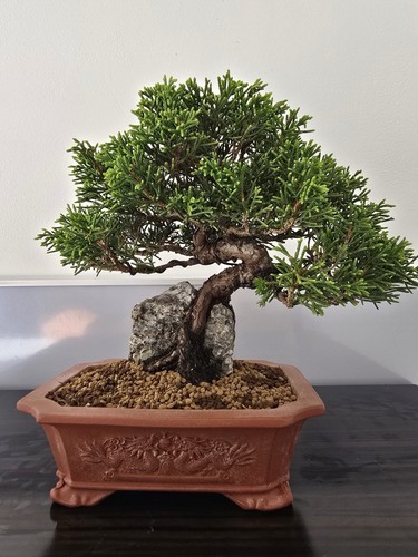 Stunning japanese mame itagowa - japanese,
