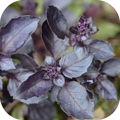 Basil dark opal plug plants - basil,