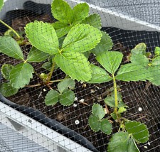 4m Wide Black Anti Butterfly Netting stops birds and cabbage whites, garden mesh