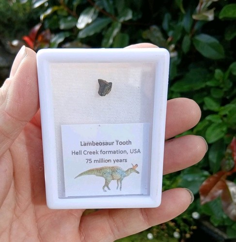 Lambeosaur dinosaur tooth - lambeosaur,