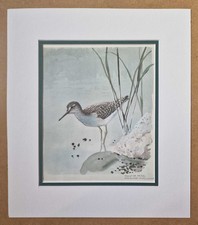TUNNICLIFFE Wood Sandpiper -