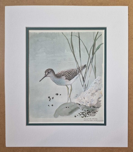 Tunnicliffe wood sandpiper - sandpiper,