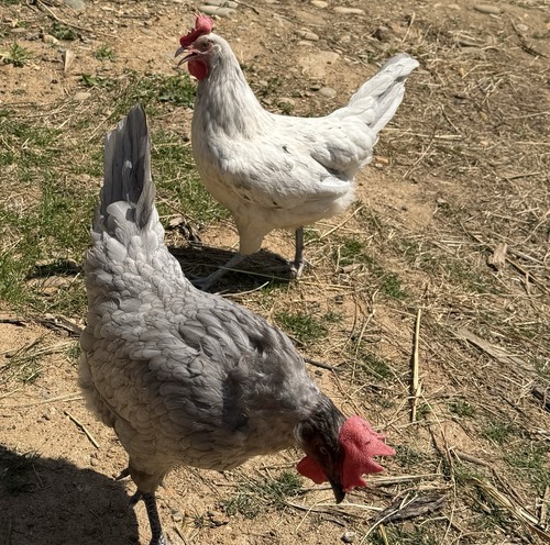 Fertile hatching chicken - fertile,