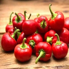 100% Genuine Cherry Bomb Chilli Seeds, Satans Kiss Hot Chilli Pepper - Fast Ship