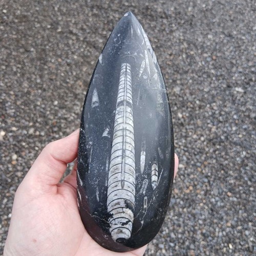 Orthoceras fossil large - fossil,