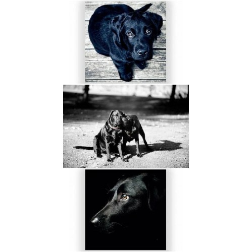 Cute black labrador - ,